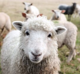white sheep on green grass during daytime