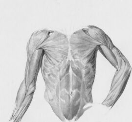 Tegning af muskler på en mand