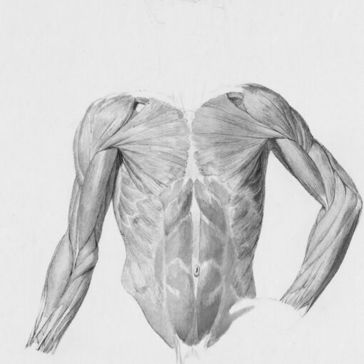 Tegning af muskler på en mand